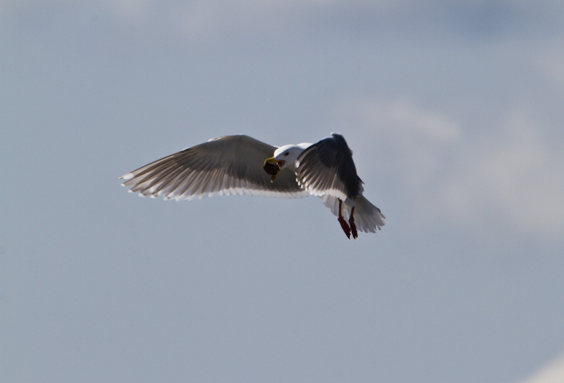 Gull With Clam